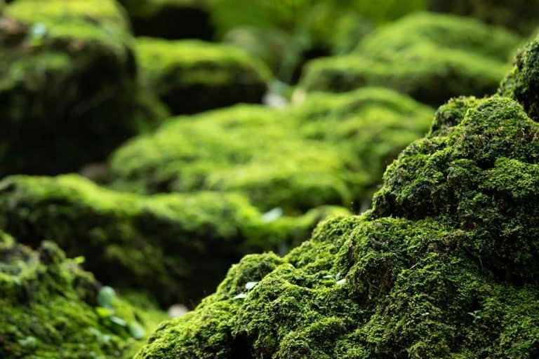 Beautiful bright green moss grown up cover the rough stones, How to Grow Moss on Stone (Step-By-Step Guide)