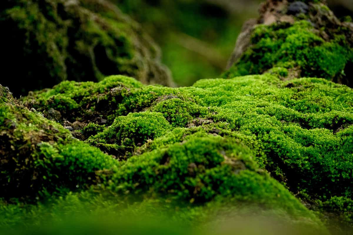 Beautiful green moss on the floor, moss closeup, macro. Beautiful background of moss for wallpaper. 