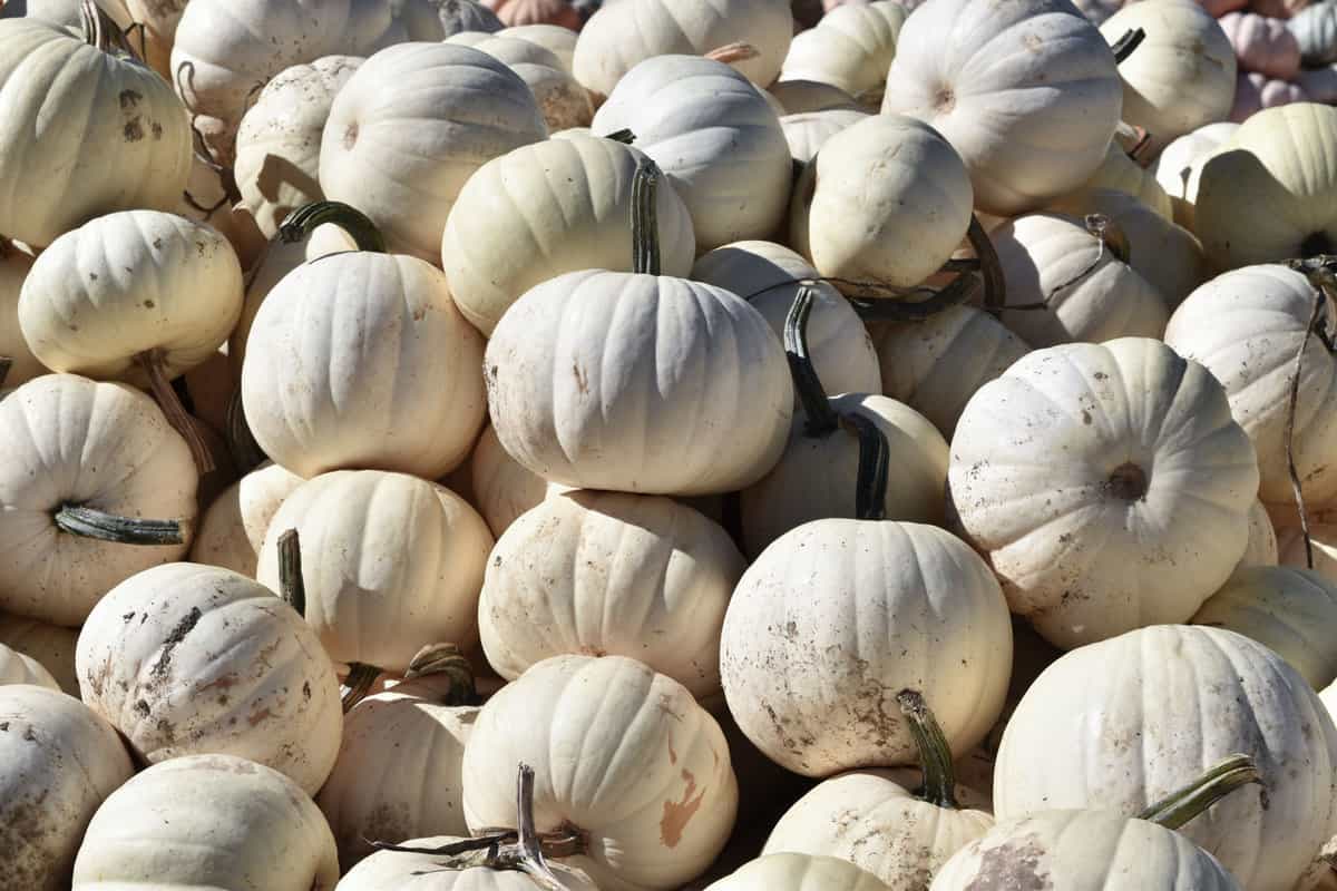 A huge stockpile of Casper pumpkins