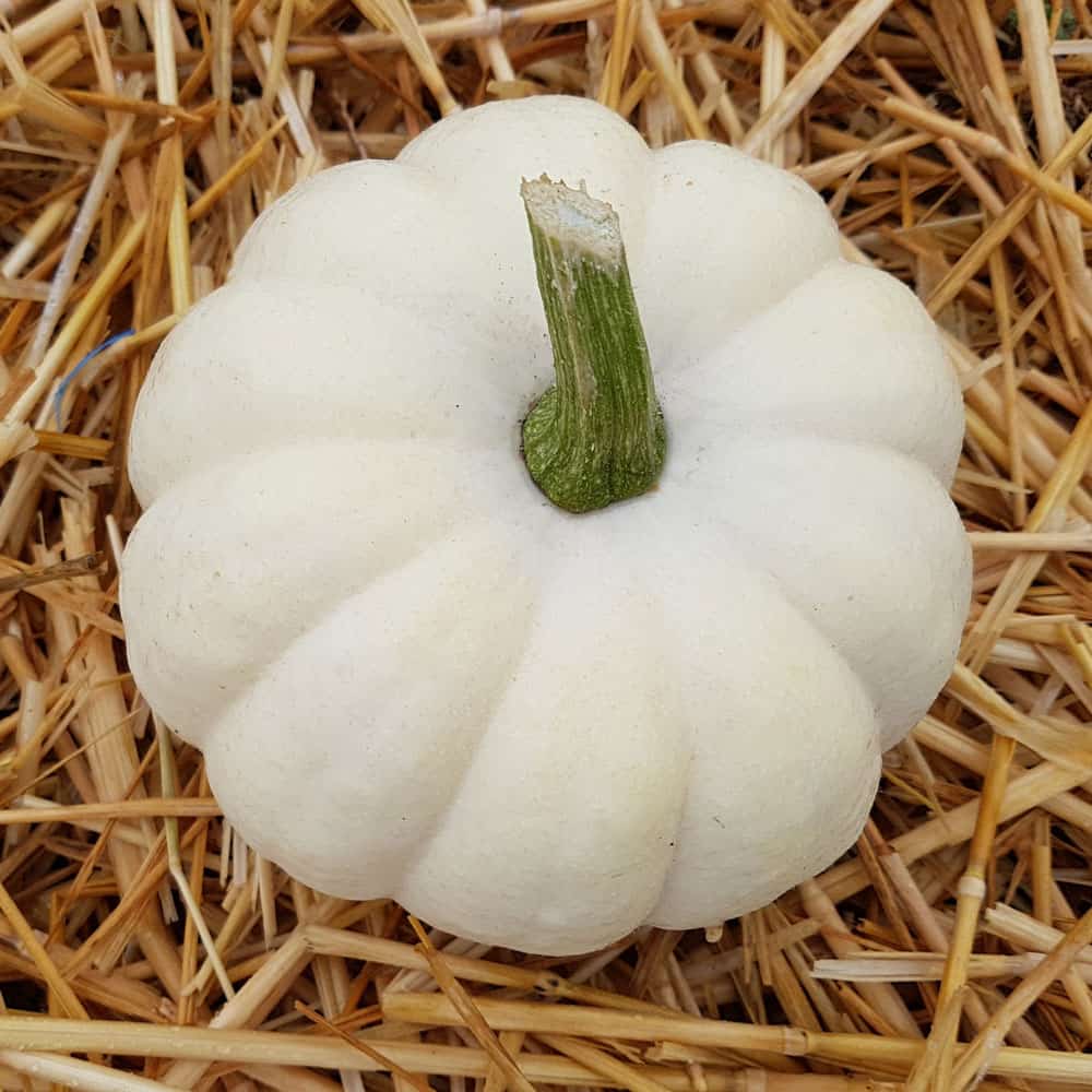 White Casperita pumpkin
