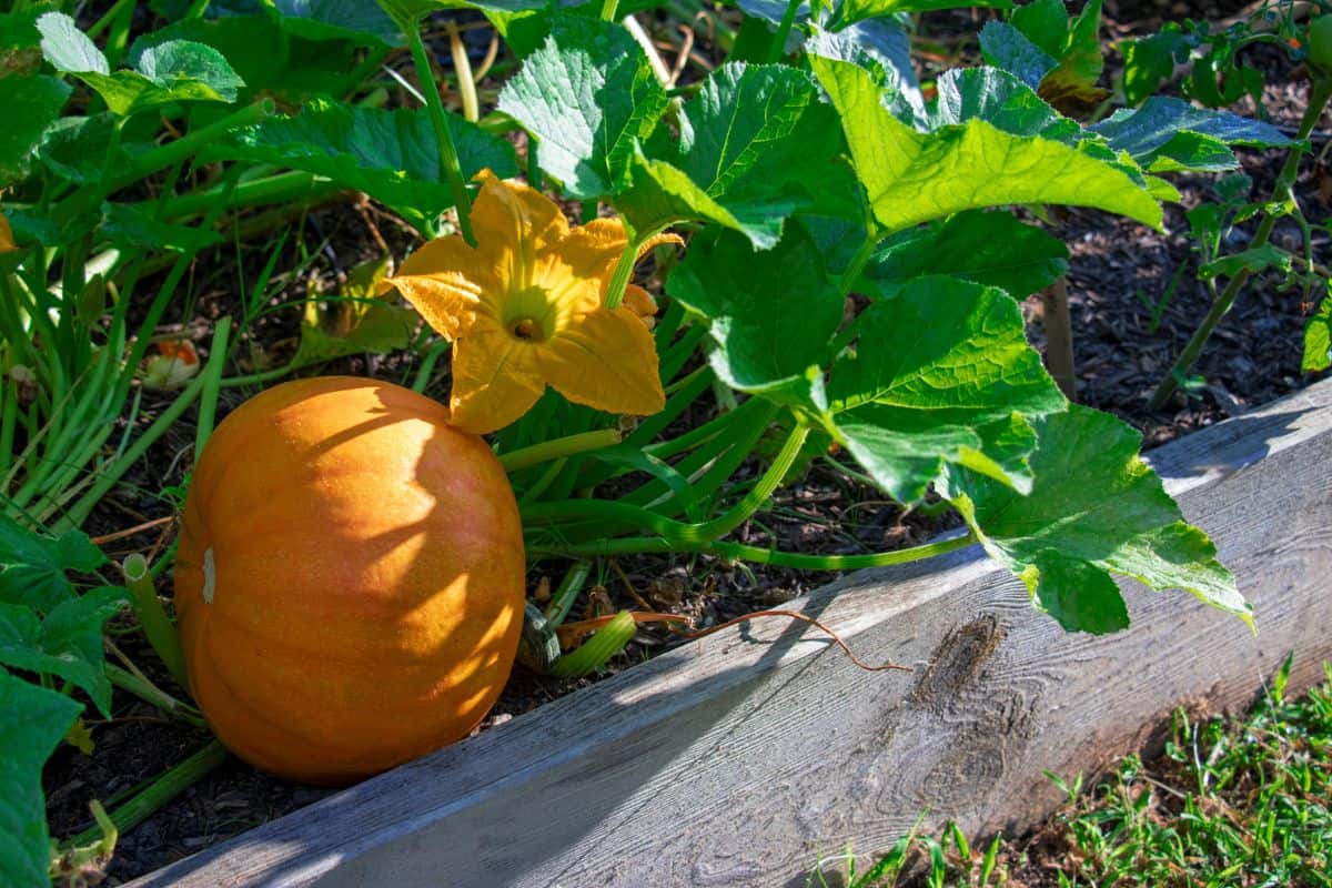 Close-up of a pumpkin plant growing in a raised bed garden with healthy leaves, a young pumpkin, and a pumpkin blossom.