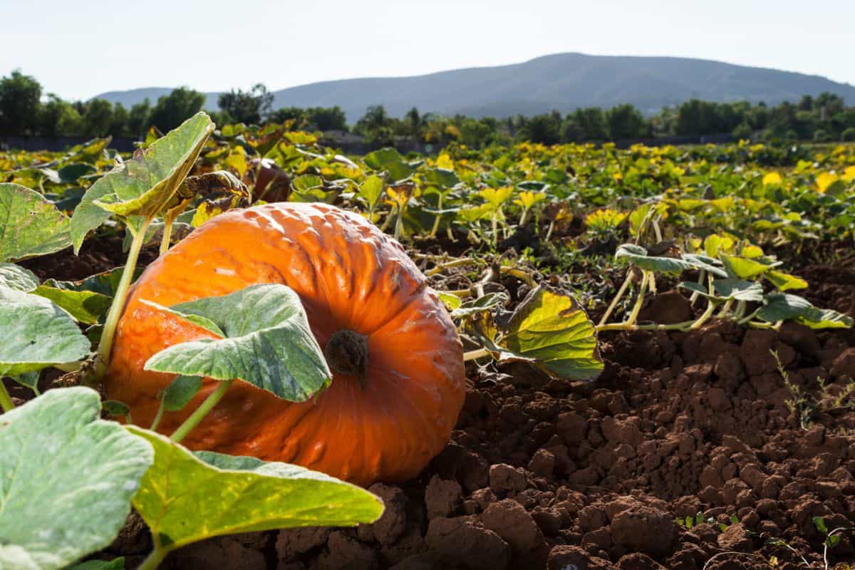 Close-up of pumpkin in field