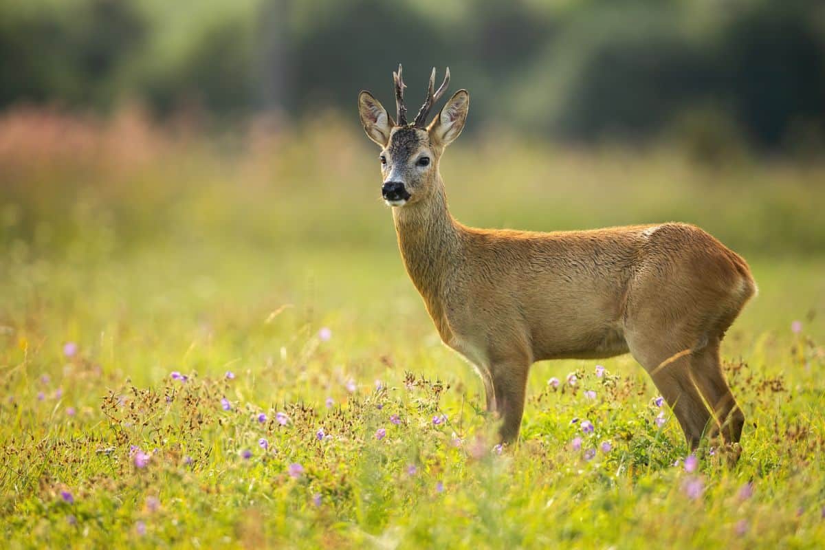 Cute roe deer, capreolus capreolus, observing the surroundings and looking for food on the field. Forest ruminant with antlers standing on the clearing full of flowers. Deer in summer scenery.