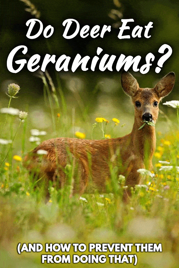 Do Deer Eat Geraniums? (And How to Prevent Them from Doing That)
