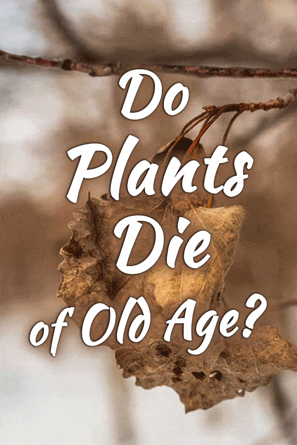 Do Plants Die of Old Age?