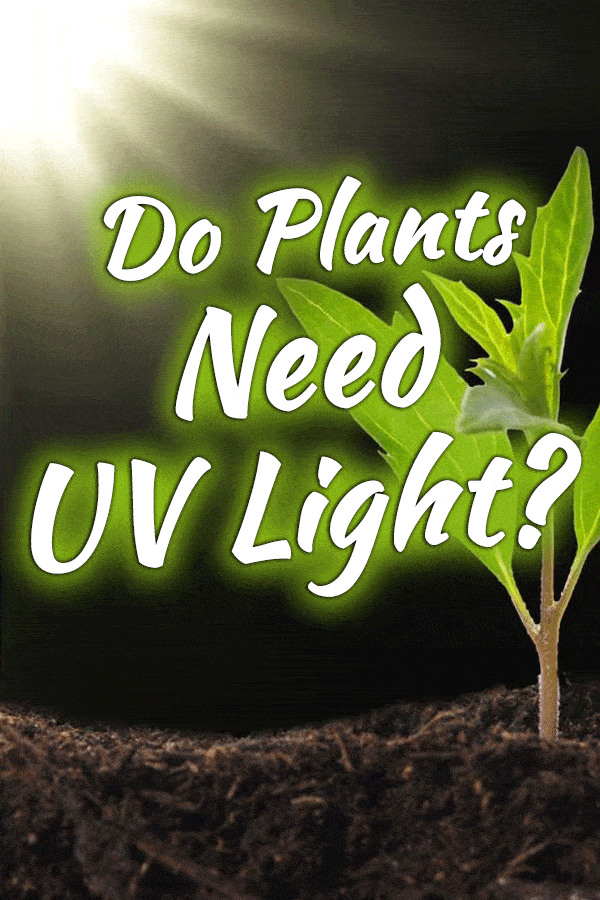 Do Plants Need UV Light?