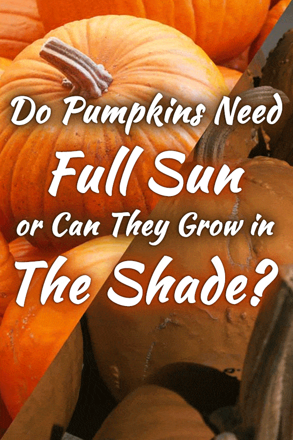 Do Pumpkins Need Full Sun or Can They Grow in the Shade?