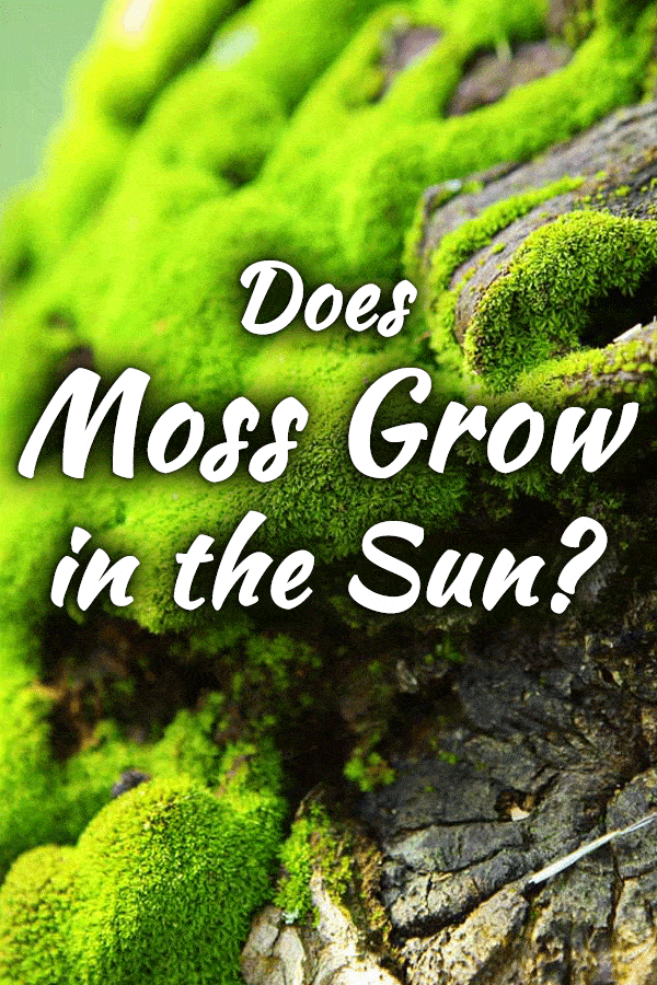 Does Moss Grow in the Sun?