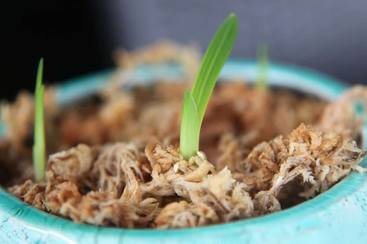 Extreme closeup of healthy flower bulb growing in pot with damp sphagnum moss 