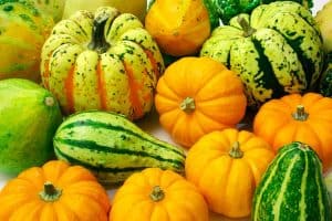 Read more about the article 54 Types Of Squash That You Can Grow In Your Garden