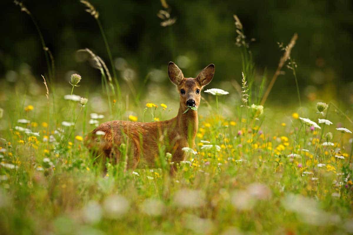 Do Deer Eat Geraniums (And How to Prevent Them from Doing That)