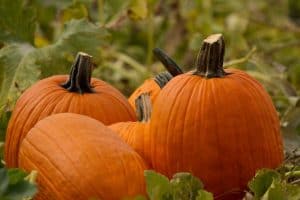Read more about the article Growing Howden Pumpkins (“How-To” Guide with Pictures)