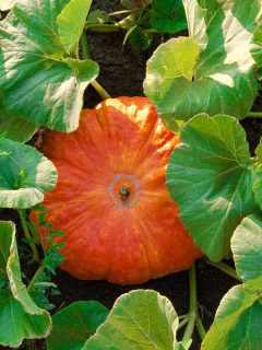 How Many Pumpkins Can You Expect per Plant