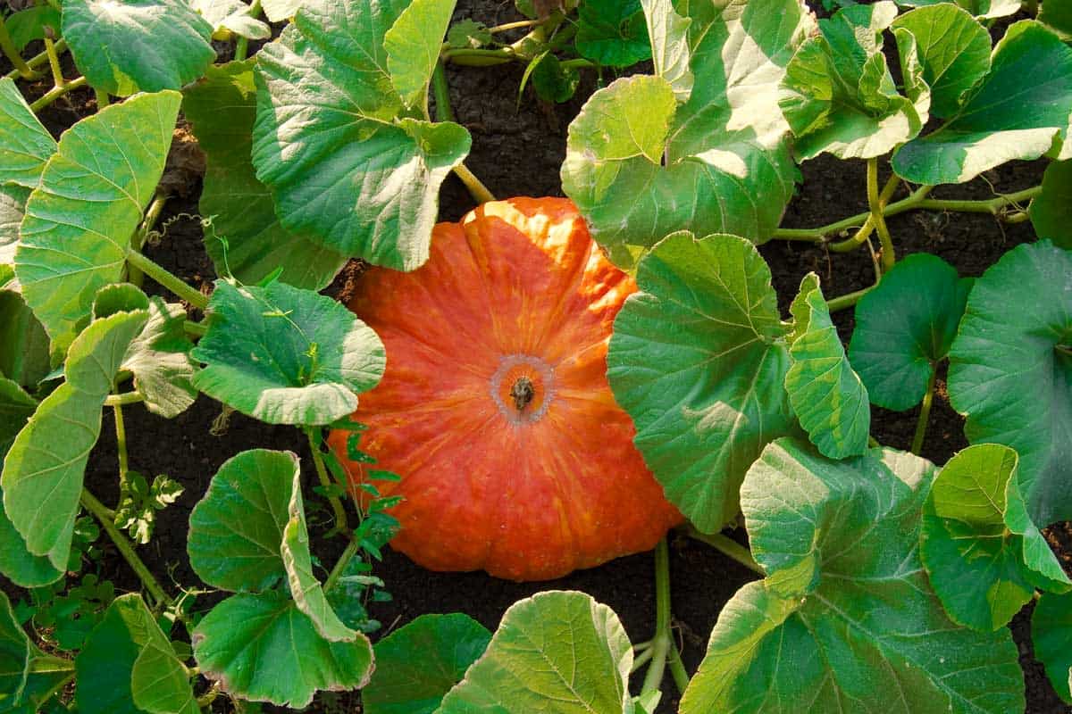 How Many Pumpkins Grow from One Plant? How Many Pumpkins Does One Plant Produce