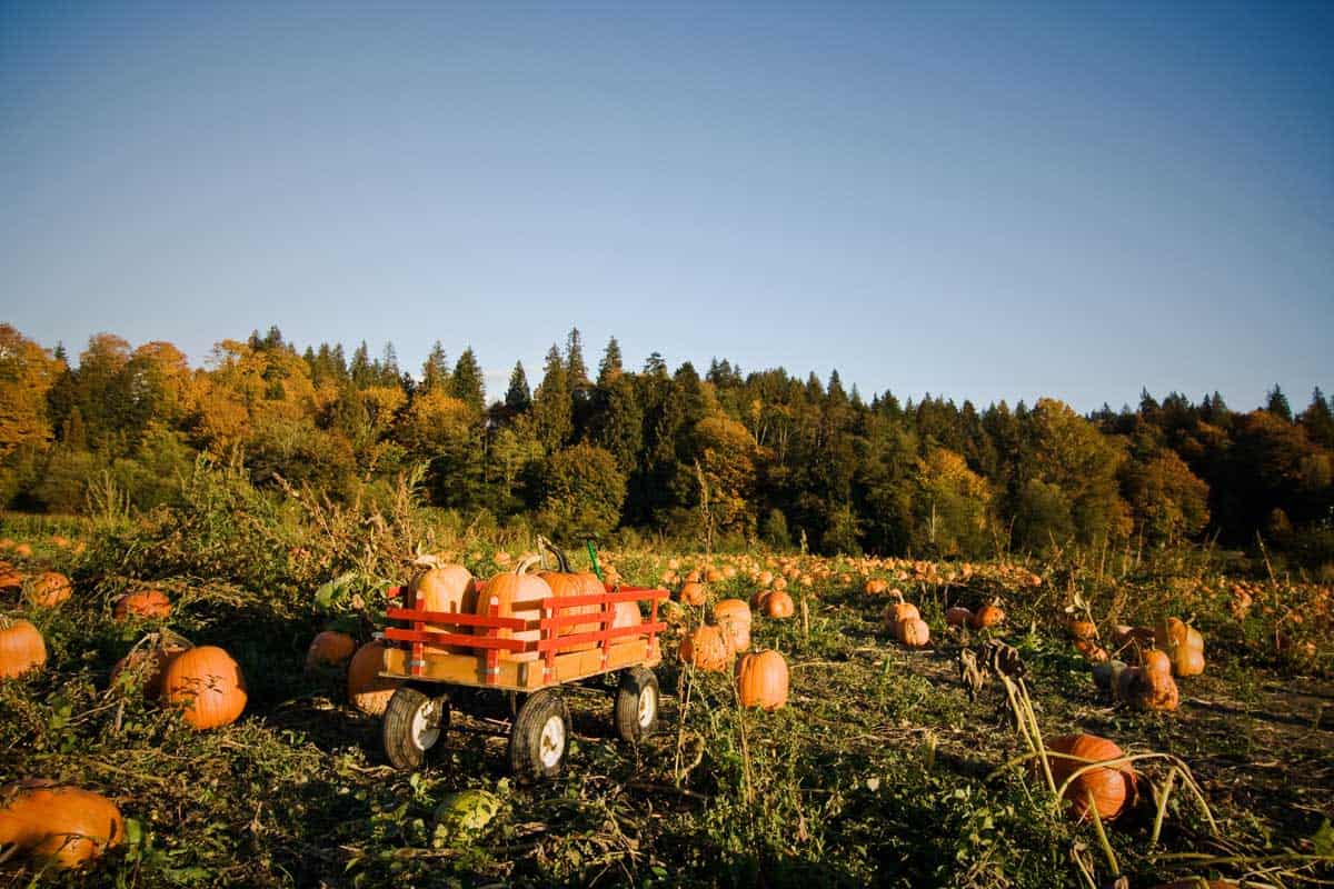 How and When to Harvest Pumpkins