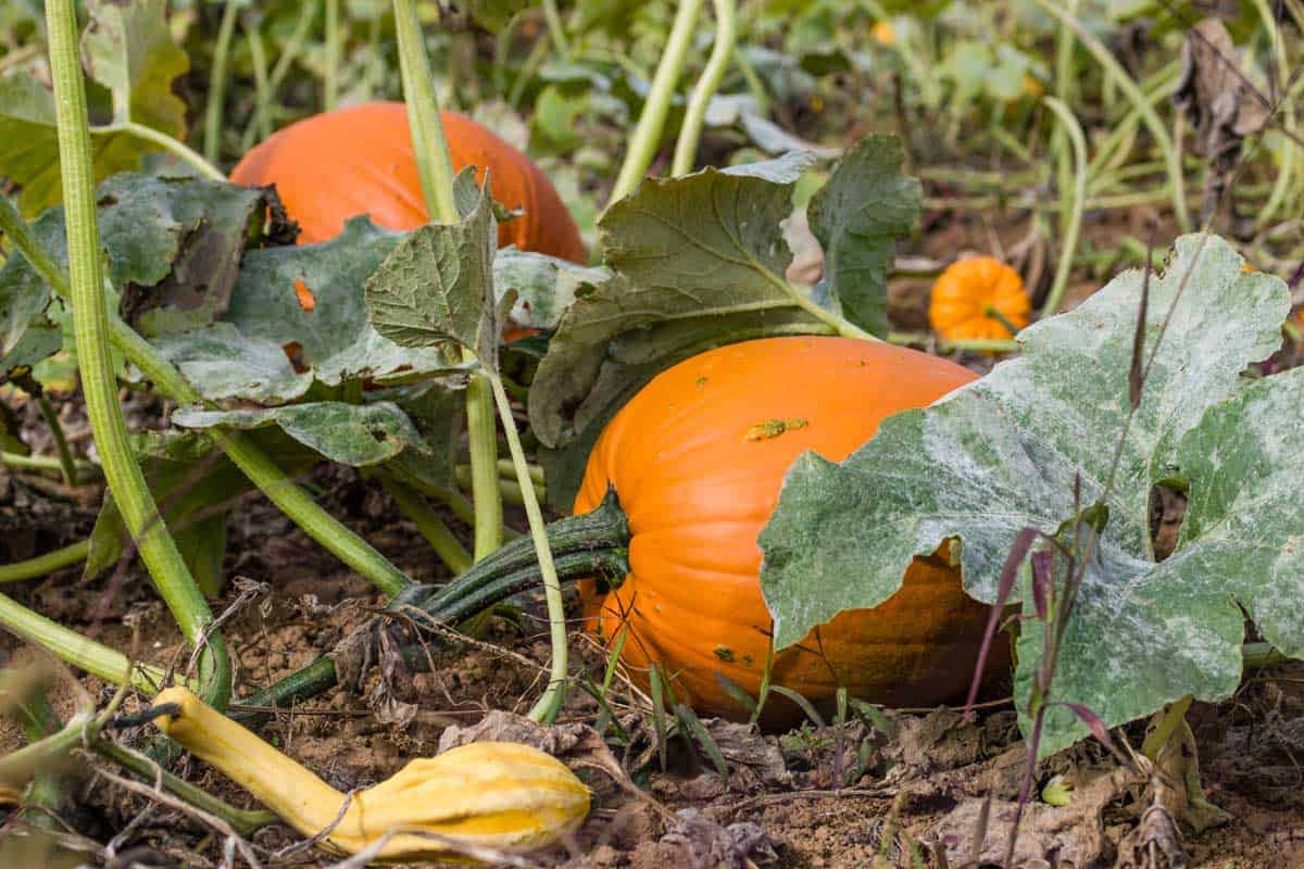 How to Manage Pumpkin Vines? 