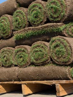 How to Create a Lawn with Kentucky Blue Grass Sod
