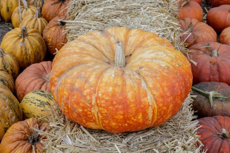 How to Grow Cinderella Pumpkins (Gardening Tips and more)