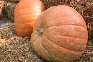 Read more about the article How To Grow Giant Pumpkins