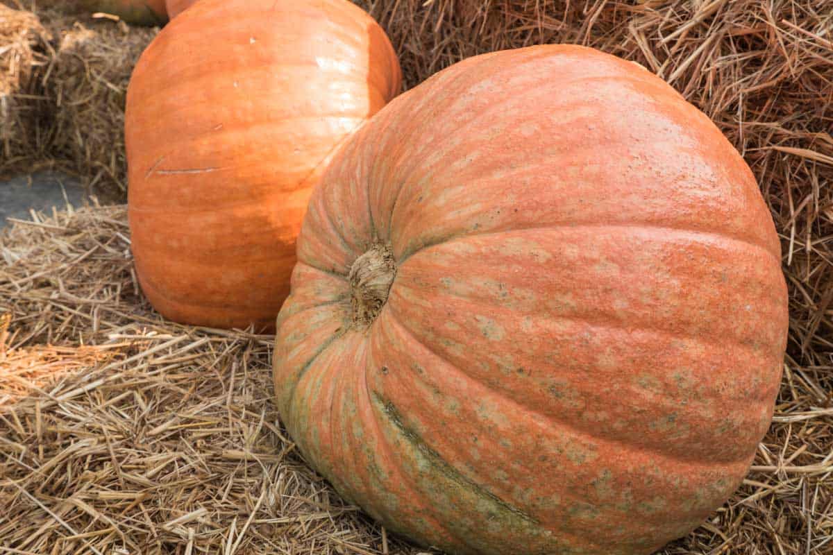 How to Grow Giant Pumpkins