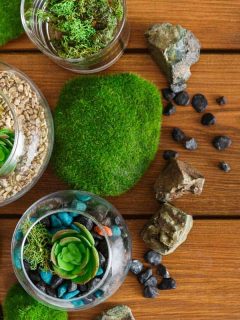 Lovely moss on rocks placed on a wooden table, How to Grow Moss Indoors (Quick Guide for Beginners)