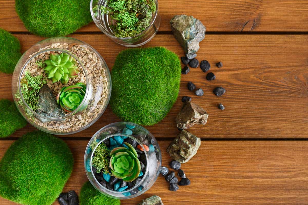 Lovely moss on rocks placed on a wooden table, How to Grow Moss Indoors (Quick Guide for Beginners)