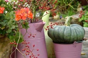 Read more about the article How To Grow Pumpkins In A Pot [A Complete Guide]