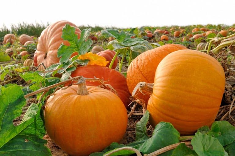 Pumpkins in the field, How to Grow Pumpkins in Florida