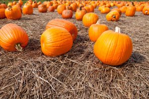 Read more about the article How To Grow Pumpkins In Texas?