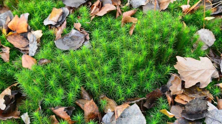 FEATURED-How-to-Grow-Sphagnum-Moss - 1600x900