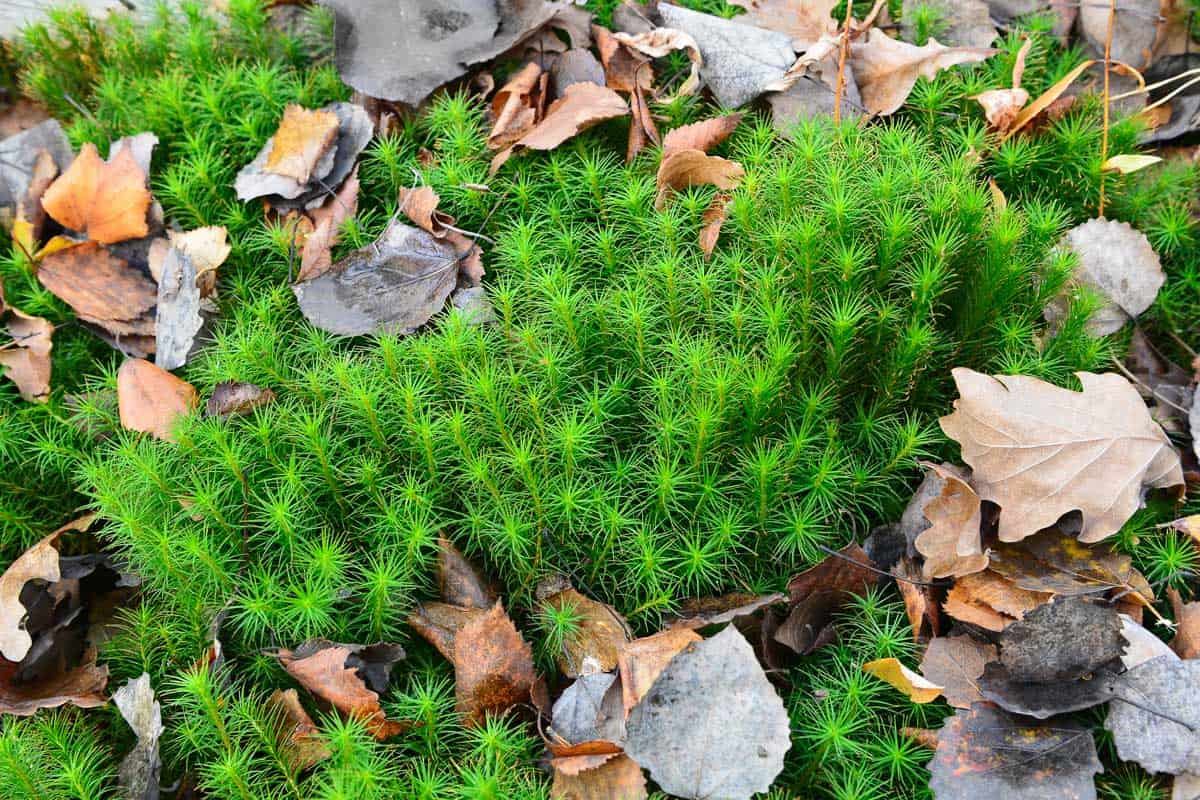 How to Grow Sphagnum Moss
