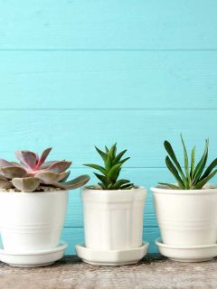 Types of Planters and Planting Pots