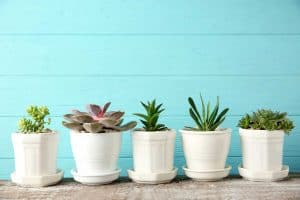 Read more about the article Types Of Planters And Planting Pots