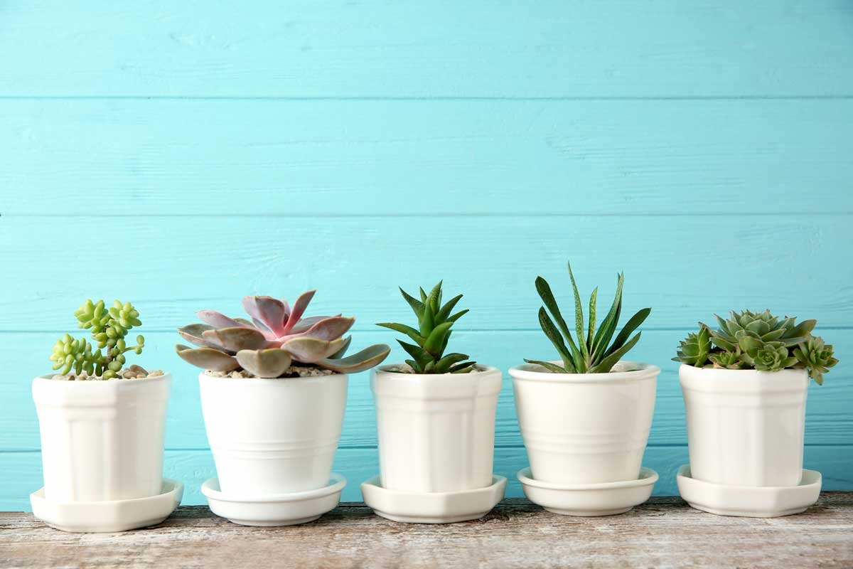 Types of Planters and Planting Pots