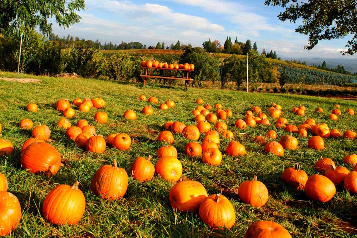 What Is a Pumpkin Patch?