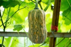 Read more about the article When And How To Harvest Butternut Squash