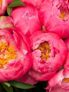 When and How to Use Fertilizer for Peonies