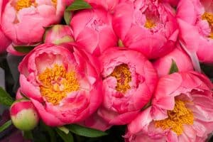 Read more about the article When and How to Use Fertilizer for Peonies