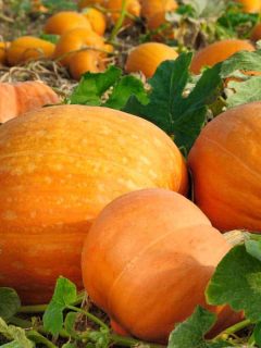 When to Plant Pumpkins (By Pumpkin Type and Growing Zones)