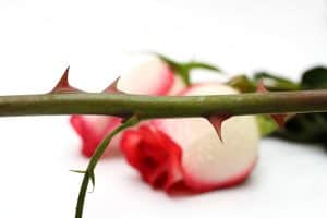 Read more about the article Why Do Roses Have Thorns?