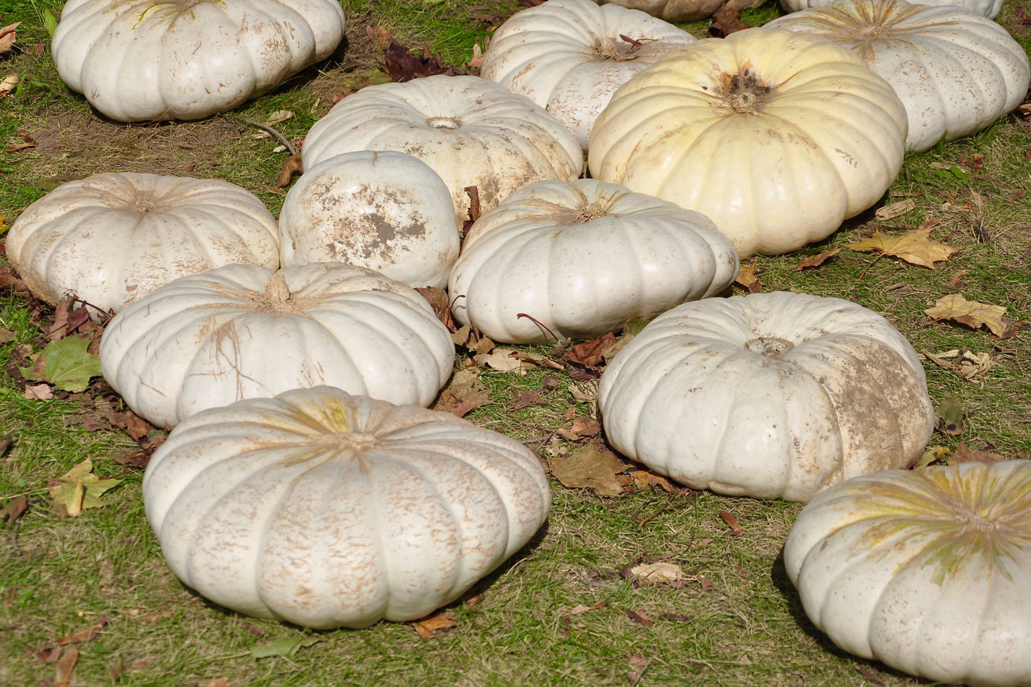 Flat White Boer Pumpkins