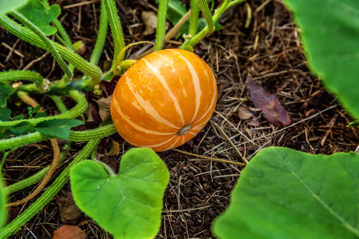 Full grown pumpkin