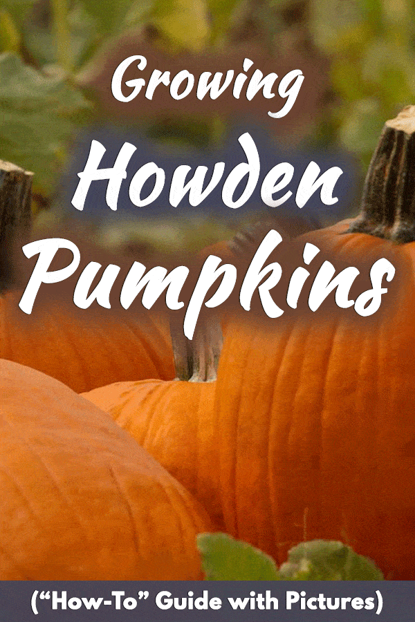Growing Howden Pumpkins (“How-To” Guide with Pictures)