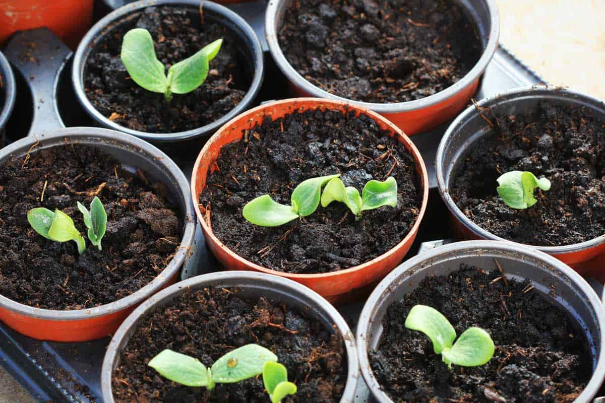 Growing young and green pumpkin seedlings in pots