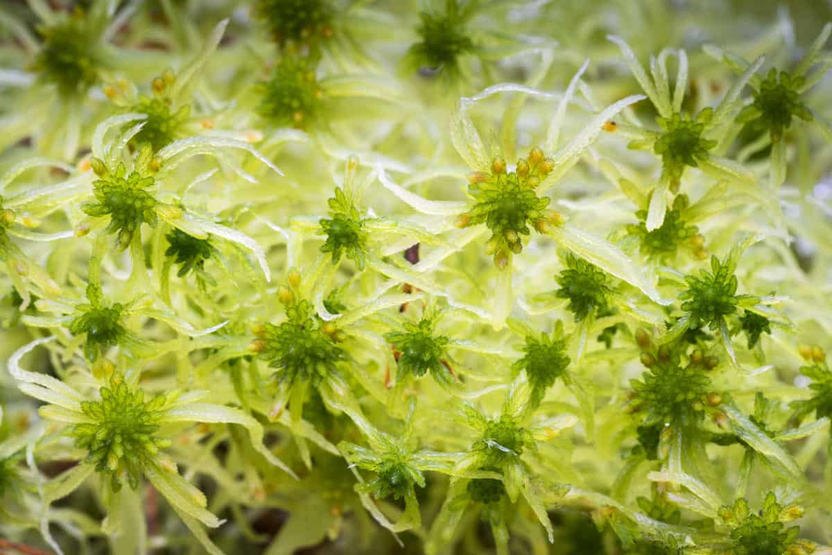 A small pile of sphagnum moss 