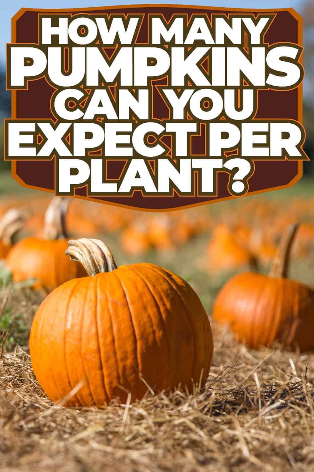How Many Pumpkins Can You Expect Per Plant? - 1600X900
