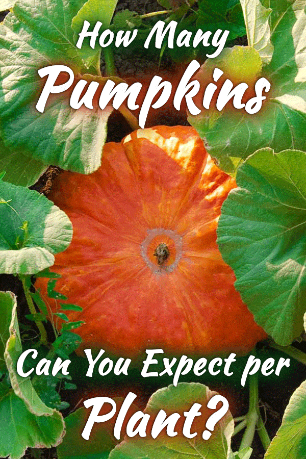 How Many Pumpkins Can You Expect per Plant?
