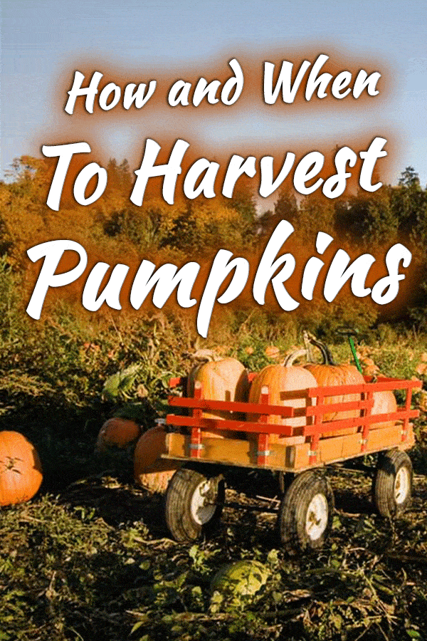How and When to Harvest Pumpkins