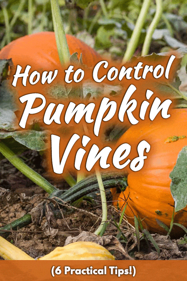 How to Control Pumpkin Vines (6 Practical Tips!)