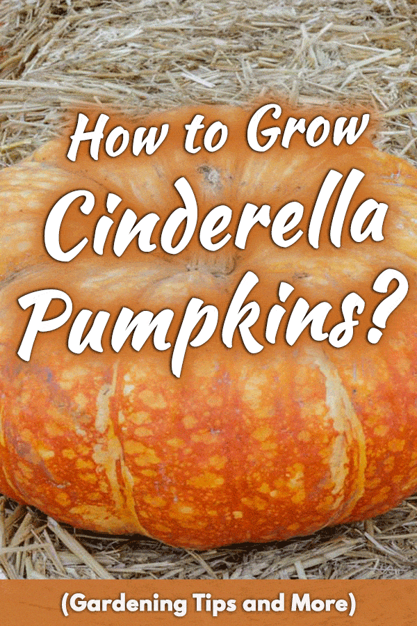 How to Grow Cinderella Pumpkins? (Gardening Tips and More)